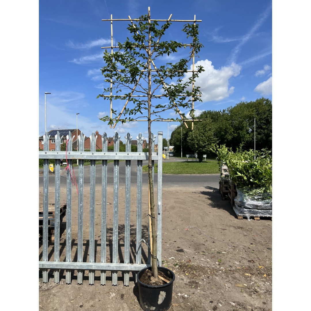 Seagrave Nurseries Hornbeam Carpinus Betulus 1.8 Metre Clear Stem